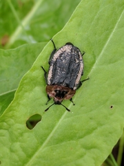 Oiceoptoma thoracicum