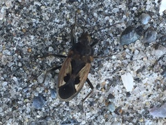 Rhyparochromus