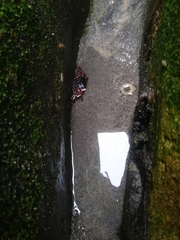 Pachygrapsus crassipes