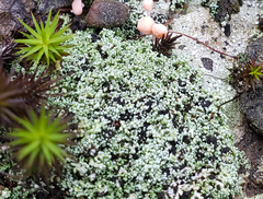 Trapeliopsis granulosa