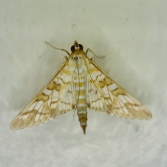 Epipagis fenestralis