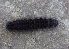 Acronicta menyanthidis