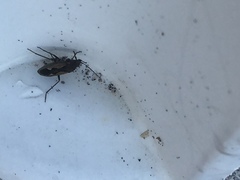 Rhyparochromus