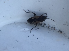 Rhyparochromus
