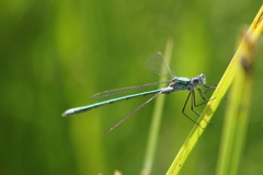 Lestes sponsa