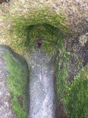 Pachygrapsus crassipes