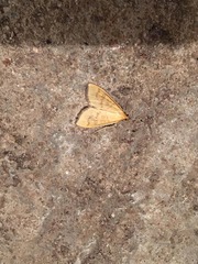 Mecyna flavalis