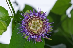 Passiflora laurifolia