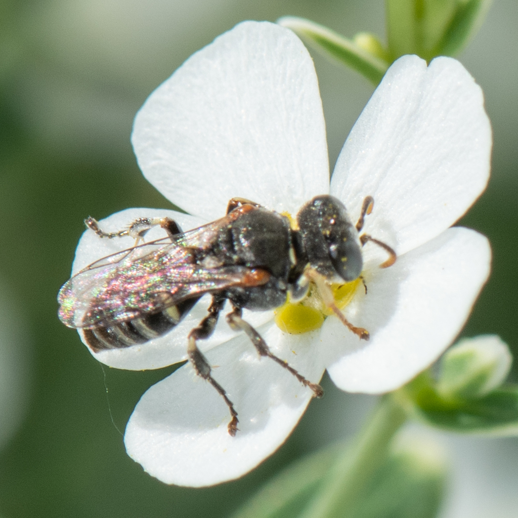 Oxybelus emarginatus