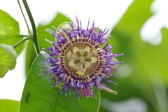 Passiflora laurifolia