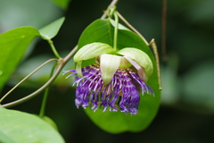 Passiflora laurifolia