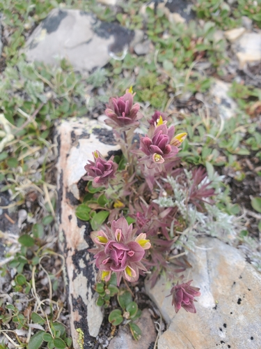 Image of Castilleja pulchella by (c) Kate, some rights reserved (CC BY)