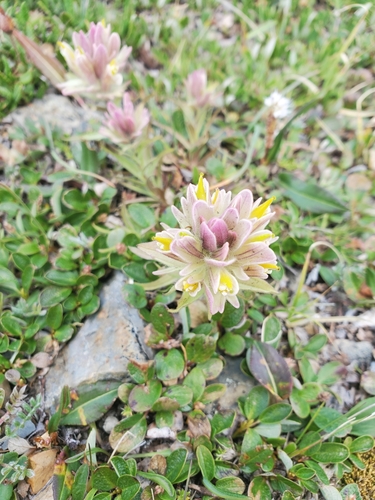 Image of Castilleja pulchella by (c) Kate, some rights reserved (CC BY)