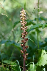 Orobanche reticulata