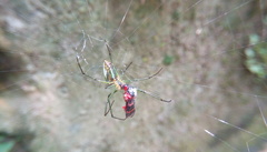 Leucauge blanda