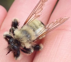 Laphria sacrator