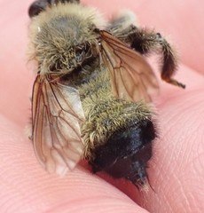 Laphria sacrator