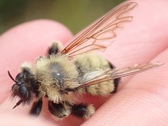 Laphria sacrator