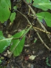 Coccoloba floribunda