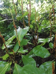 Coccoloba floribunda