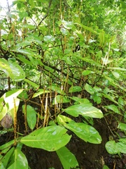 Coccoloba floribunda