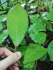 Coccoloba floribunda