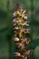 Orobanche reticulata