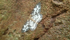 Percnia luridaria