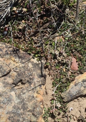 Drosanthemum hispidum