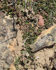 Drosanthemum hispidum