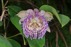 Passiflora laurifolia