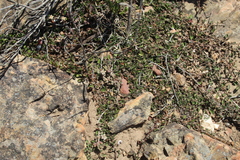 Falkia