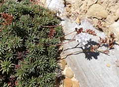 Limonium kraussianum