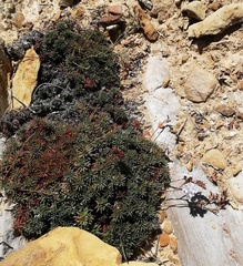 Limonium kraussianum
