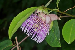 Passiflora laurifolia