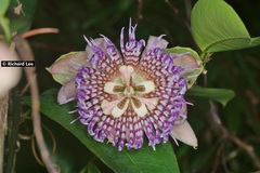 Passiflora laurifolia