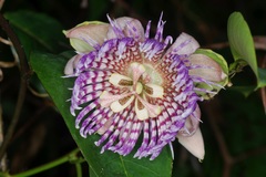 Passiflora laurifolia