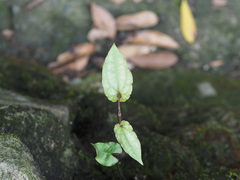 Reynoutria multiflora