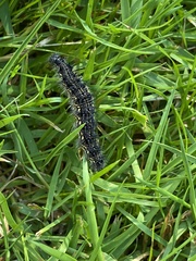 Aglais urticae