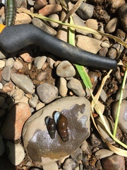Juga plicifera