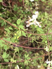 Ceratocapnos claviculata