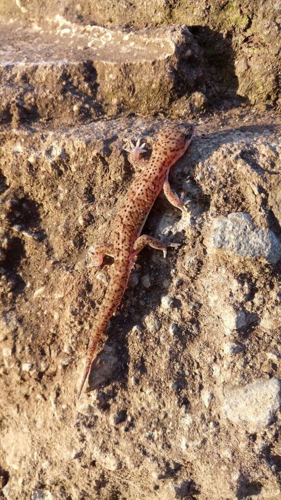 Tornier's Leaf-toed Gecko