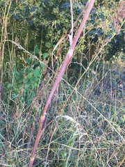 Chaerophyllum bulbosum