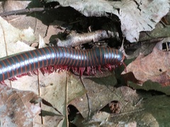 Narceus americanus