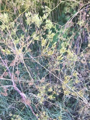 Chaerophyllum bulbosum