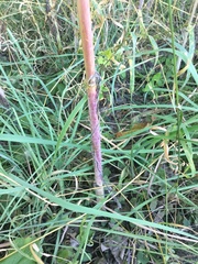 Chaerophyllum bulbosum