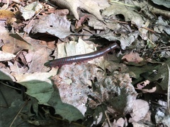 Narceus americanus