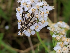 Pyropteron triannuliformis