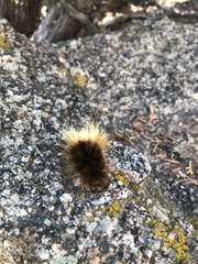 Pseudohemihyalea edwardsii