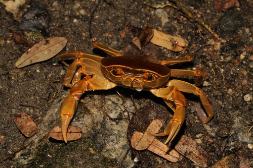 Malawi Blue Crab (Acanthothelphusa lirrangensis) · iNaturalist